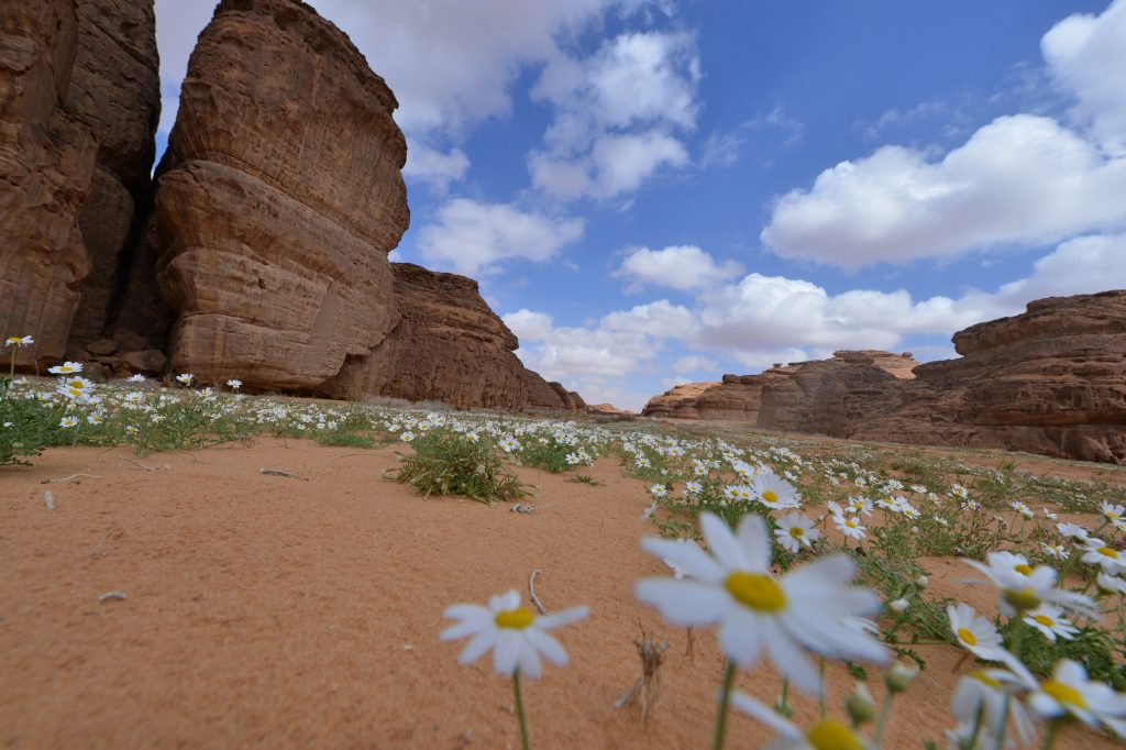 A picture taken on February 11, 2019, shows a partial view of the Sharaan Nature Reserve near the town of al-Ula in northwestern Saudi Arabia. (AFP)