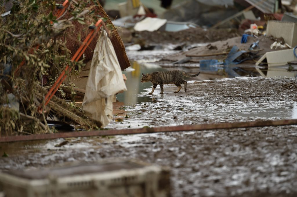 A cat walks on a mud and flood-damaged street near where a river burst its banks in Nagano on October 15, 2019. (File photo/AFP)
