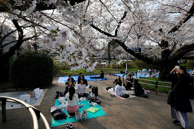 People enjoy a picnic under cherry trees in full bloom in the Japanese capital Tokyo on March 27, 2019. (AFP/file)