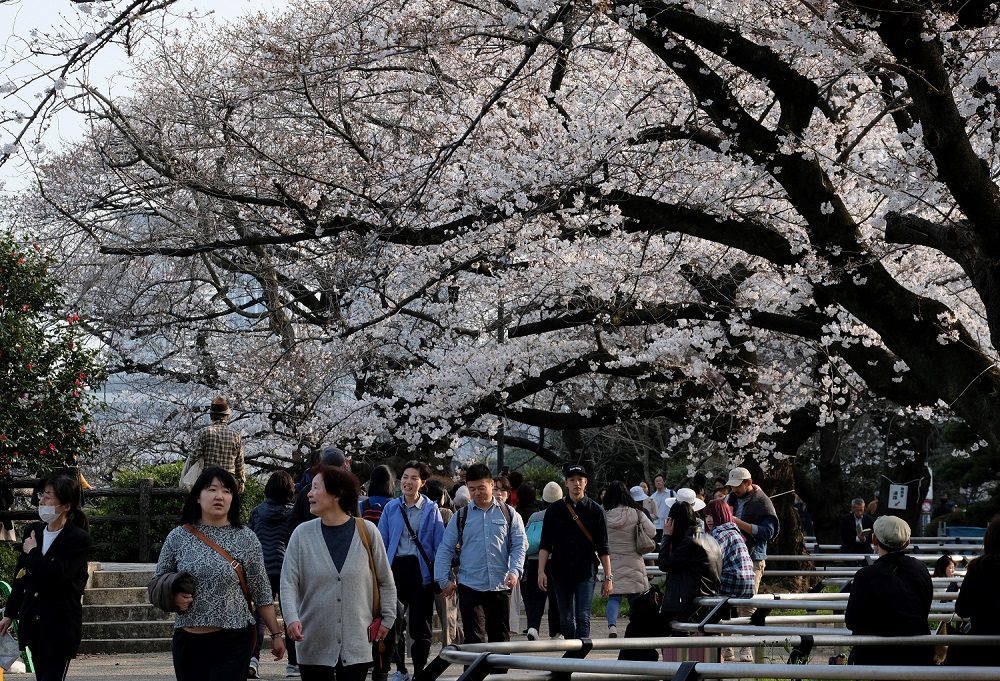 Visitors admire cherry blossoms in the Japanese capital of Tokyo. (File/AFP)