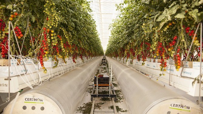 The tomatoes are grown all year in climate-controlled greenhouses near Abu Dhabi. (Pure Harvest)