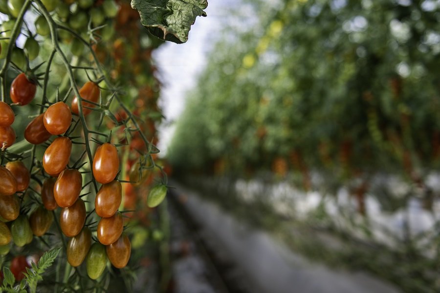 Tonnes of tomatoes are being produced in the current trial operation near Abu Dhabi. (Pure Harvest)