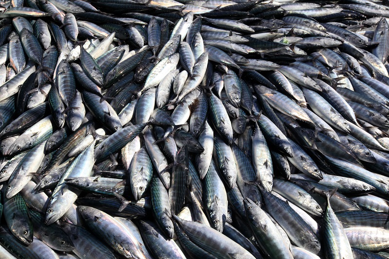 So-called lost bonitos, caught off-season, are increasingly drawing attention as a wintertime delicacy in Japan, with their prices rivaling domestic natural bluefin tunas. (AFP/file)