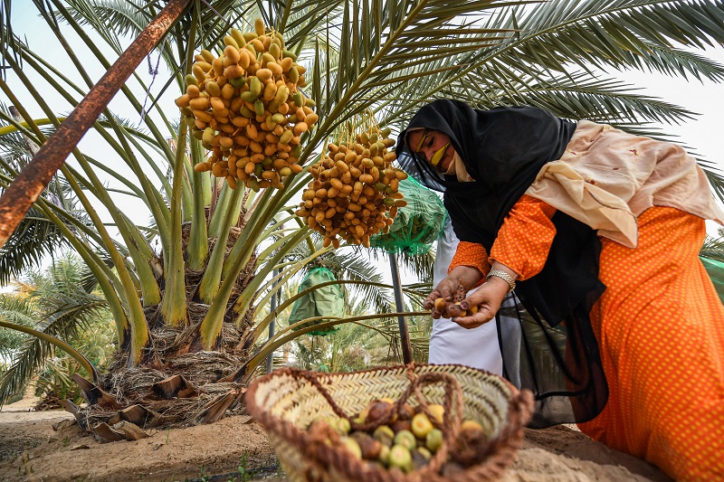 An Emirati woman placed freshly-picked dates from a palm tree into a basket during the annual Liwa Date Festival in the western region of Liwa, south of Abu Dhabi on July 18, 2019. (AFP)