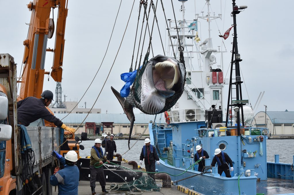 A captured Minke whale is lifted by a crane at a port in Kushiro, Hokkaido Prefecture on July 1, 2019. (AFP)