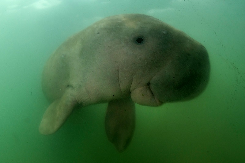 The organization warned that the number of dugongs off Okinawa has fallen to 10 or less and is in decline. (AFP/file)