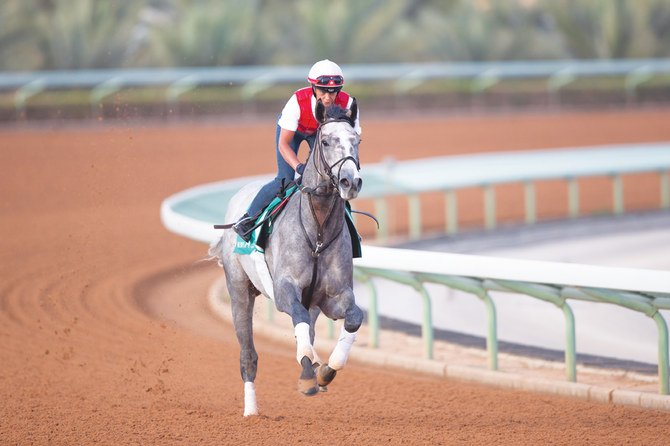 Saudi Cup contender Tacitus completes trackwork in the lead-up to the $20 million race tomorrow. (Jockey Club of Saudi Arabia/Neville Hopwood)