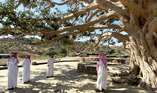 The specialists connected the tree trunk and all its limbs in order to prevent it from cracking and falling. (Photo/Supplied)