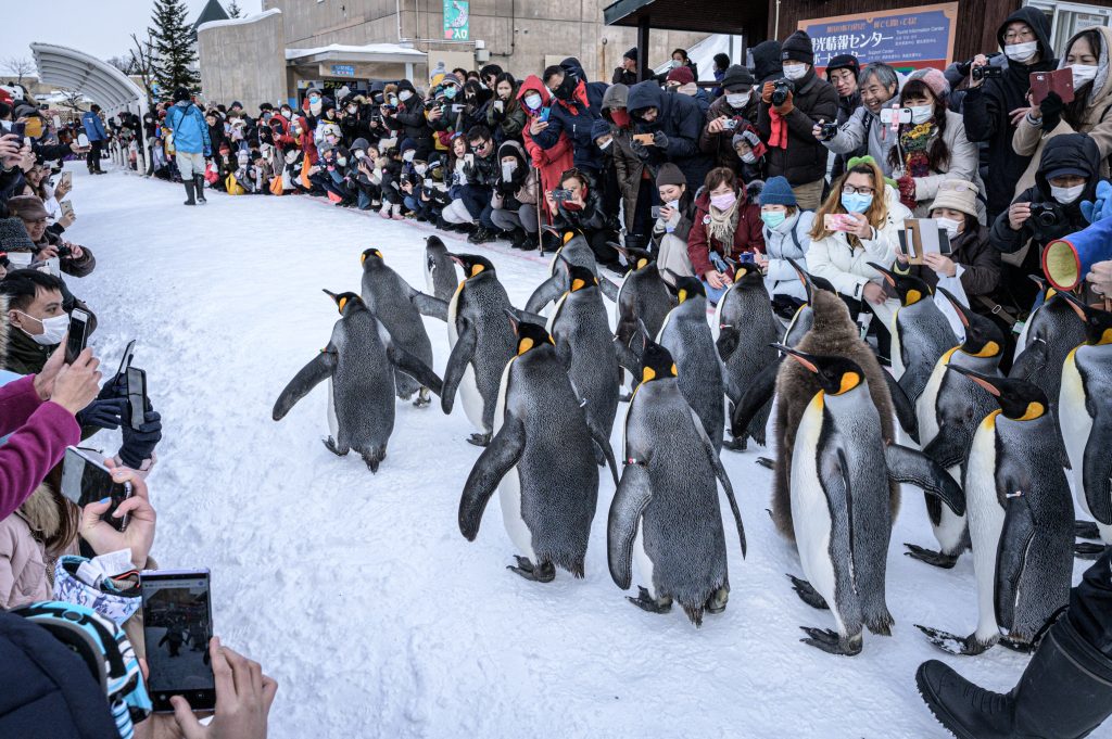 Visitors wear face masks as they watch king penguins walk on snow at the Asahiyama zoo in Asahikawa, northern Japan. (AFP)