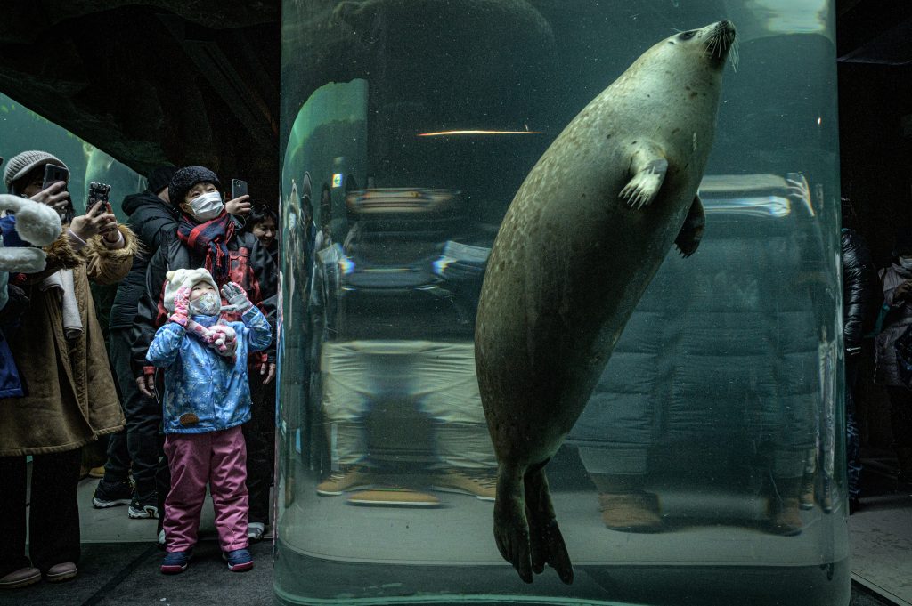 Visitors wear face masks at the spotted seal water tank, Asahiyama zoo, Japan. (AFP)