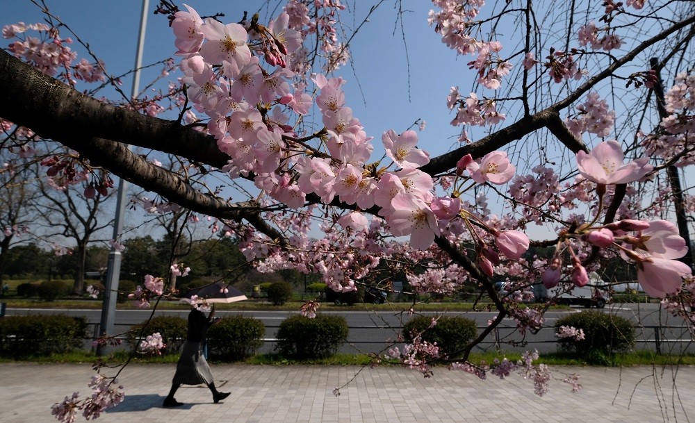 A pedestrian walks past cherry blossoms in the Japanese capital Tokyo on March 19, 2020. (AFP)