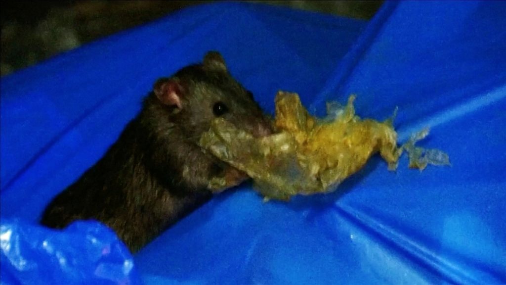 A rat feeds off garbage in Kabukicho nightlife district, during a state of emergency to fight the coronavirus disease (COVID-19) outbreak, in Tokyo, Japan, April 25, 2020