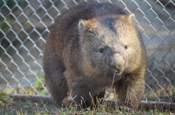 Wombact at Satsukiyama Park. (Instagram/satsukiyama_zoo_wombat)