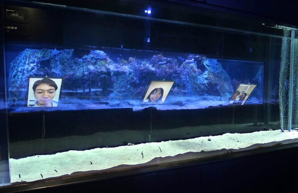 Tablets are facing the tank housing the delicate garden eels at the Sumida Aquarium with eel enthusiasts asked to connect through iPhones or iPads via the FaceTime app, in Tokyo, during a rehearsal for the upcoming face-showing festival. (AFP)