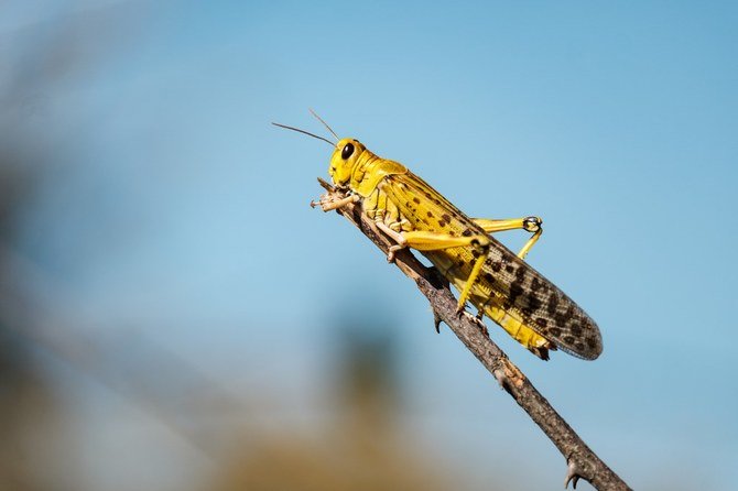 Dubai Municipality said pest control teams are intensifying their efforts. (File/AFP)