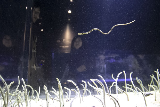 Garden eels are very sensitive and wary by nature but 300 of them living in a tank at the aquarium had become used to humans. (Website/ sumida-aquarium.com)