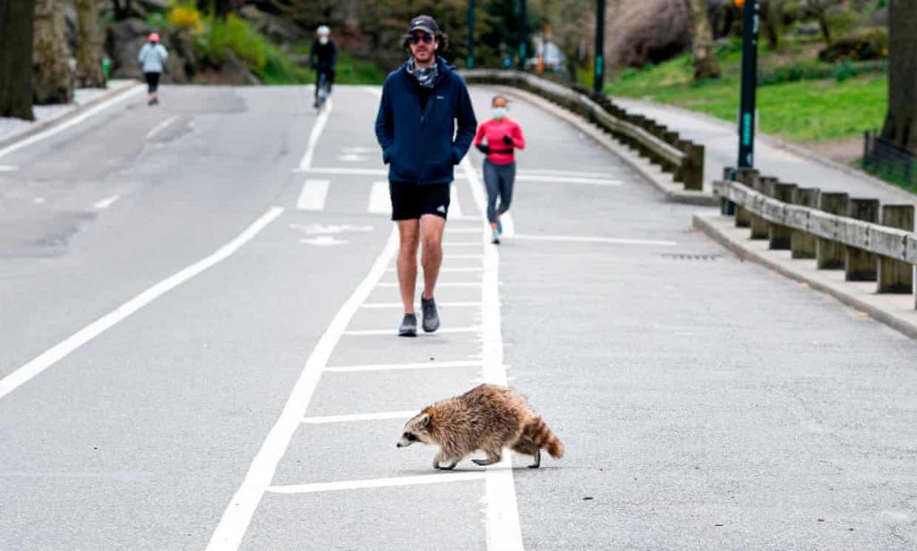 A racoon walks over the running path in an almost deserted Central Park, in Manhattan, 16 April, 2020. (AFP) 