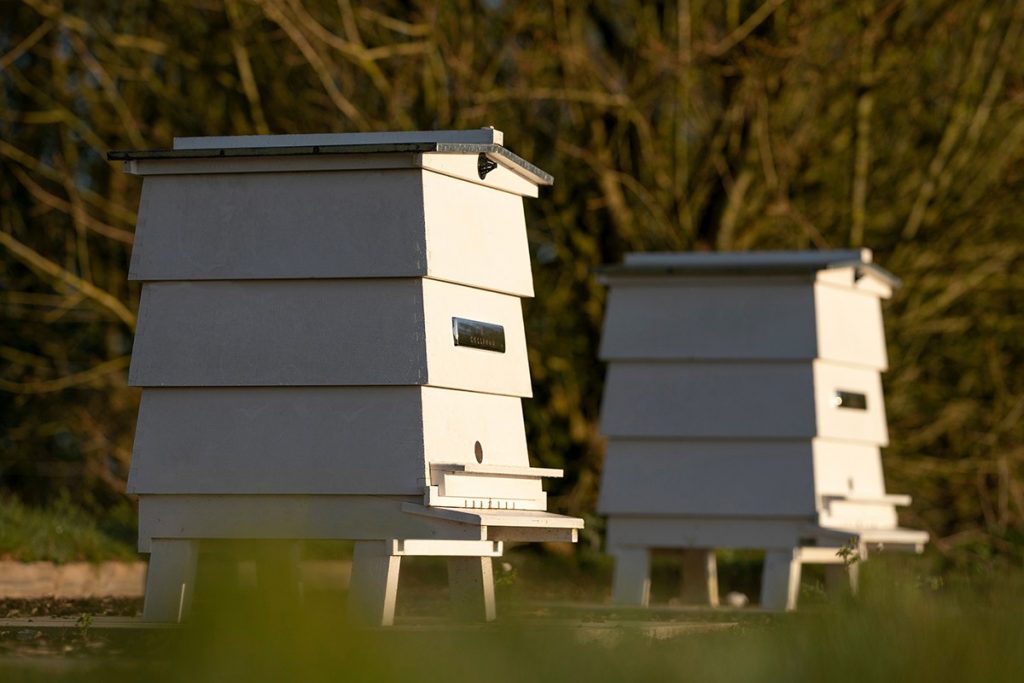 Based in West Sussex in the UK, some 250,000 honeybees swarm six hives at Rolls-Royce’s 42-acre apiary. (Rolls-Royce)