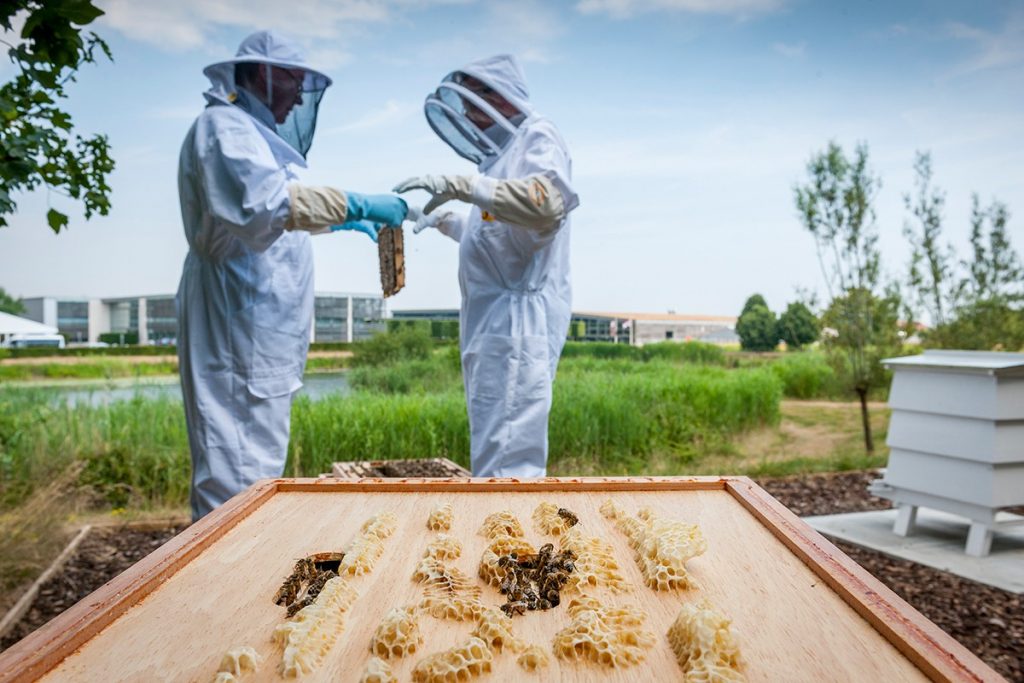 Based in West Sussex in the UK, some 250,000 honeybees swarm six hives at Rolls-Royce’s 42-acre apiary. (Rolls-Royce)