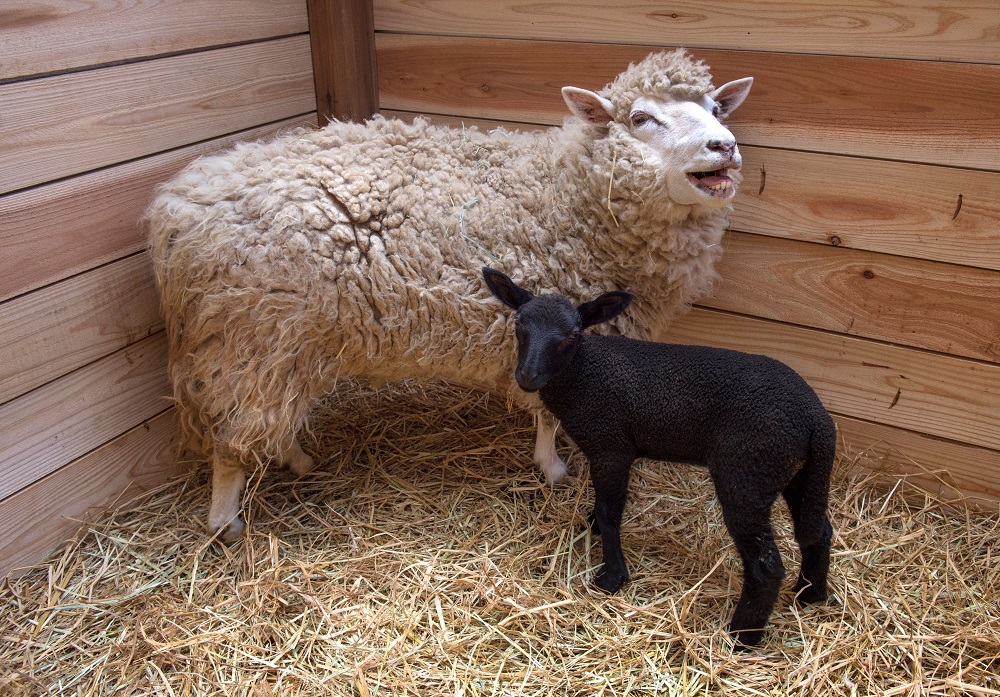 This photo taken on June 3, 2017 shows a black lamb born to a white sheep at the Chiba Zoological Park in Chiba City outside Tokyo. (AFP)