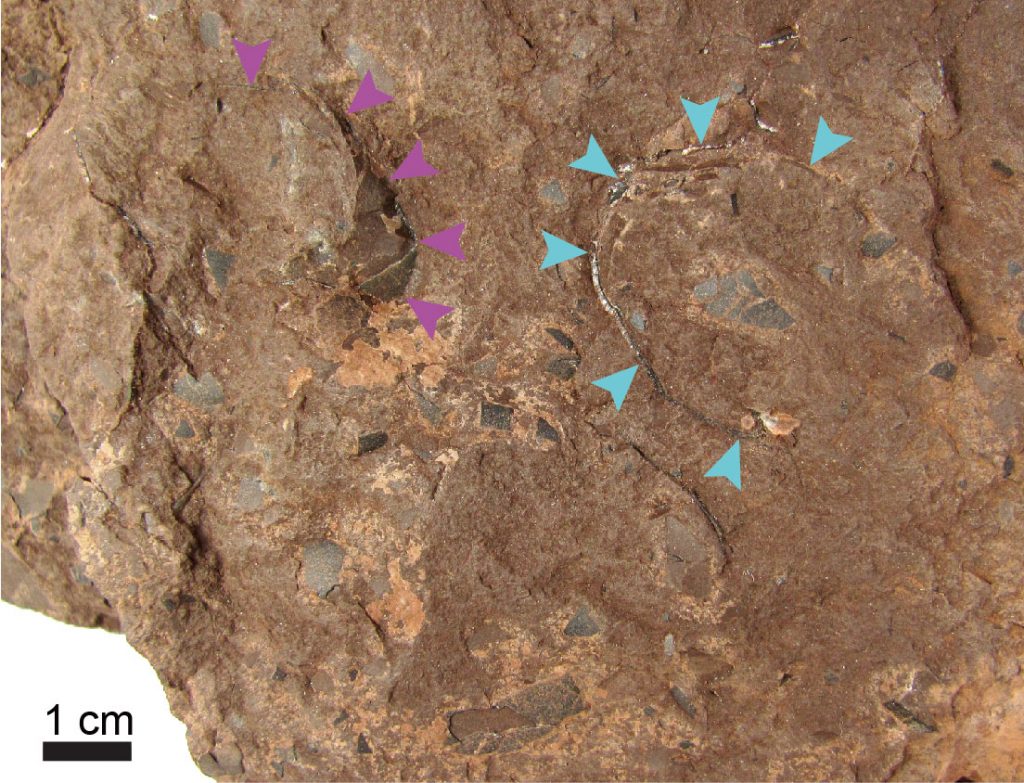 The world's smallest dinosaur egg fossil was found by team of researchers in Hyogo Prefecture, western Japan.  (University of Tsukuba and Museum of Nature and Human Activities)