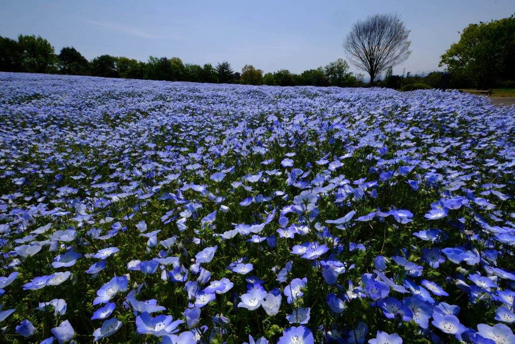 Nemophila in full bloom are seen at the Musashi-Kyuryo National Park. (AFP)