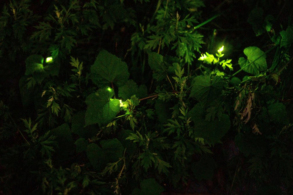 The Tatsuno Firefly Festival, held annually in mid-June, was cancelled this year due to the COVID-19 coronavirus outbreak. (File photo/AFP)