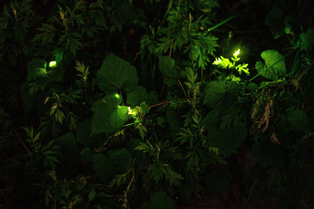 The Tatsuno Firefly Festival, held annually in mid-June, was cancelled this year due to the COVID-19 coronavirus outbreak. (File photo/AFP)