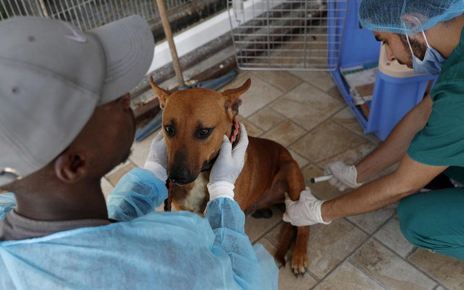 Palestinian veterinarian injects anesthetic for a neutering surgery at a clinic in Gaza City, Monday, July 13, 2020. (AP)