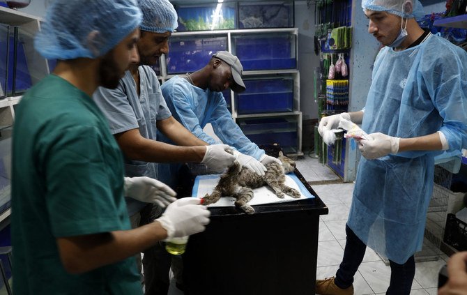 Palestinian veterinarians treat a cat at a clinic in Gaza City, Monday, July 13, 2020. (AP)