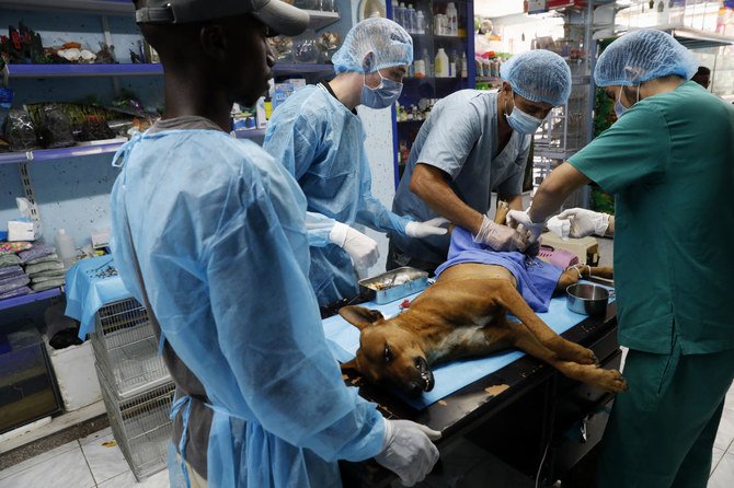 Palestinian veterinarians neuter a dog at a clinic in Gaza City, Monday, July 13, 2020. (AP)