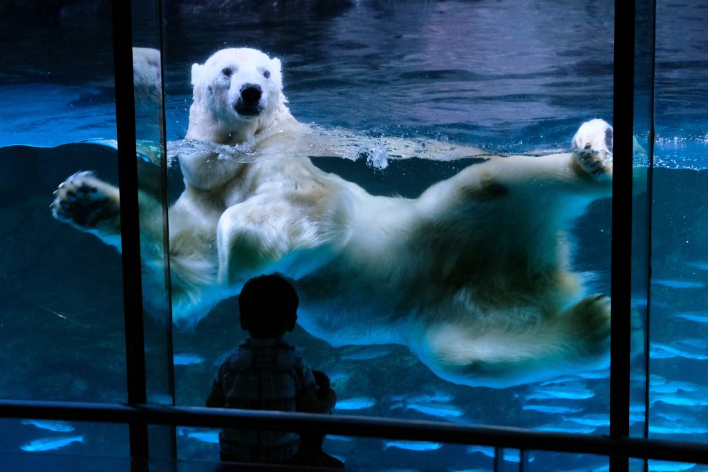 A visitor looks at a polar bear swimming in an aquarium at the Hakkeijima Sea Paradise theme park. (AFP)