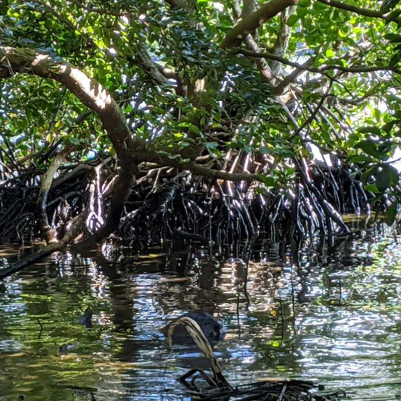 JICA have dispatched two Japan Disaster Relief expert teams to deal with a fuel oil spill off Mauritius from a cargo carrier chartered by Japanese shipping company. (JICA/Facebook)