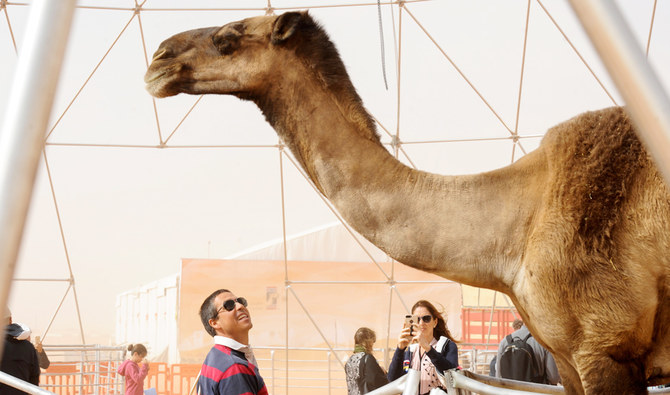 A man looks at the Saudi-claimed tallest camel in the world during the annual King Abdulaziz Camel Festival in Rumah, some 160 kilometres east of Riyadh, on January 19, 2018. (AFP)