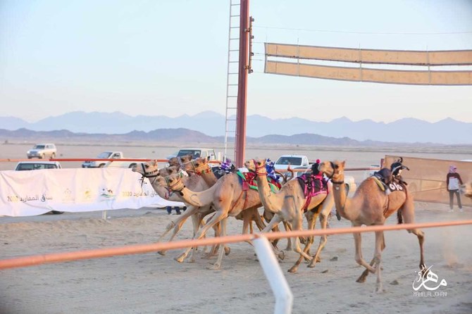 Camel racing, a favorite sport in Saudi Arabia, dates back to the pre-Islamic era. (SPA)