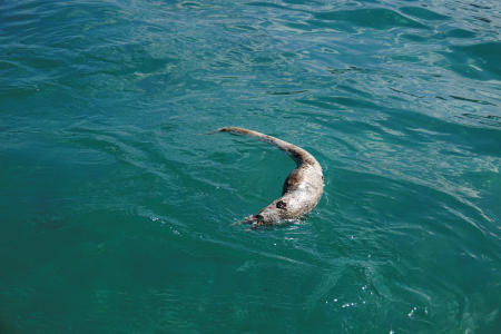 A dead eel is seen floating following an oil leakage from the bulk carrier ship MV Wakashio, belonging to a Japanese company, that ran aground on a reef, at the Riviere des Creoles, Mauritius, August 11, 2020. (Reuters)