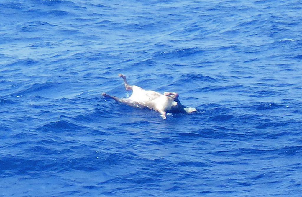 The body of a cow floats in waters, about 120 kilometers (75 miles) northwest of Amami Oshima in the East China Sea, where rescuers have been looking for the Gulf Livestock 1 ship and its missing crew since it sent a distress signal on Sep. 3, 2020. (File photo/AP)