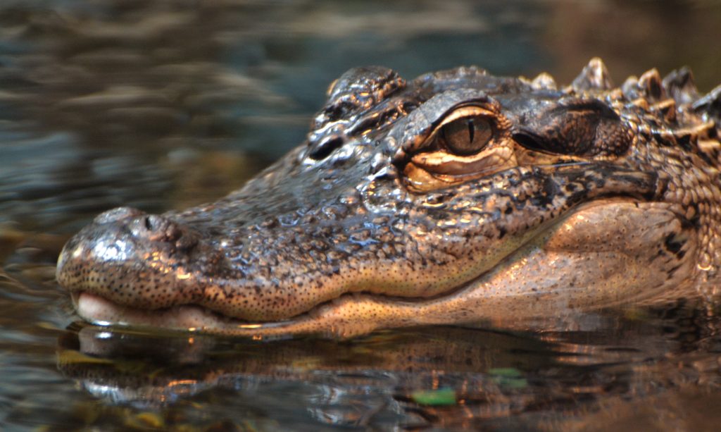 The researchers' group made a Chinese alligator in a water tank inhale a mixture gas of helium and oxygen and confirmed that its growl sounds different when it inhales the gas. (Shutterstock)