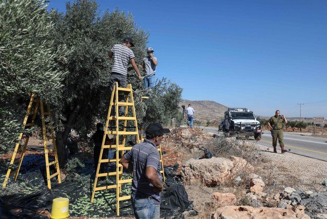 Israeli soldiers walk by as Palestinian volunteers help farmers pick olives near Al Mughayyir village, north of Ramallah, for fear of Israeli settler attacks on farmers in the occupied West Bank, on October 13, 2020. (AFP)