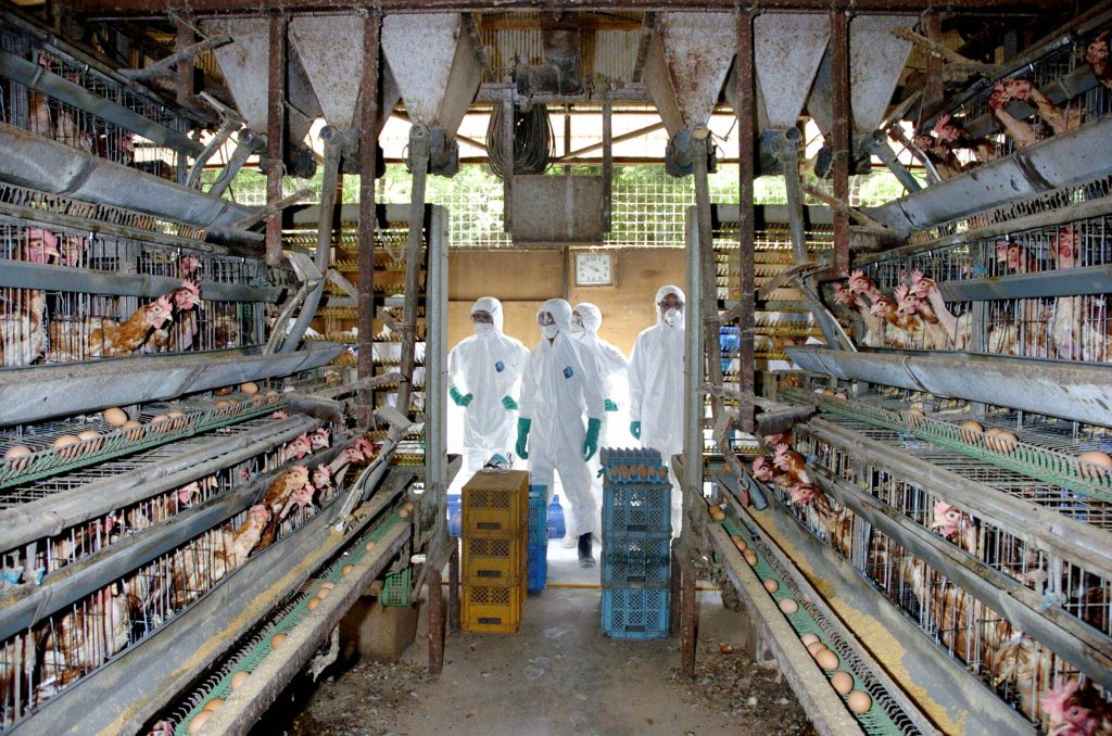 Medical officers in protective suits prepare to round up some of the 25,000 chickens to be slaughtered at a chicken farm in Mitsukaido city, Ibaraki prefecture, 60km northeast of Tokyo, 27 June 2005. (AFP)