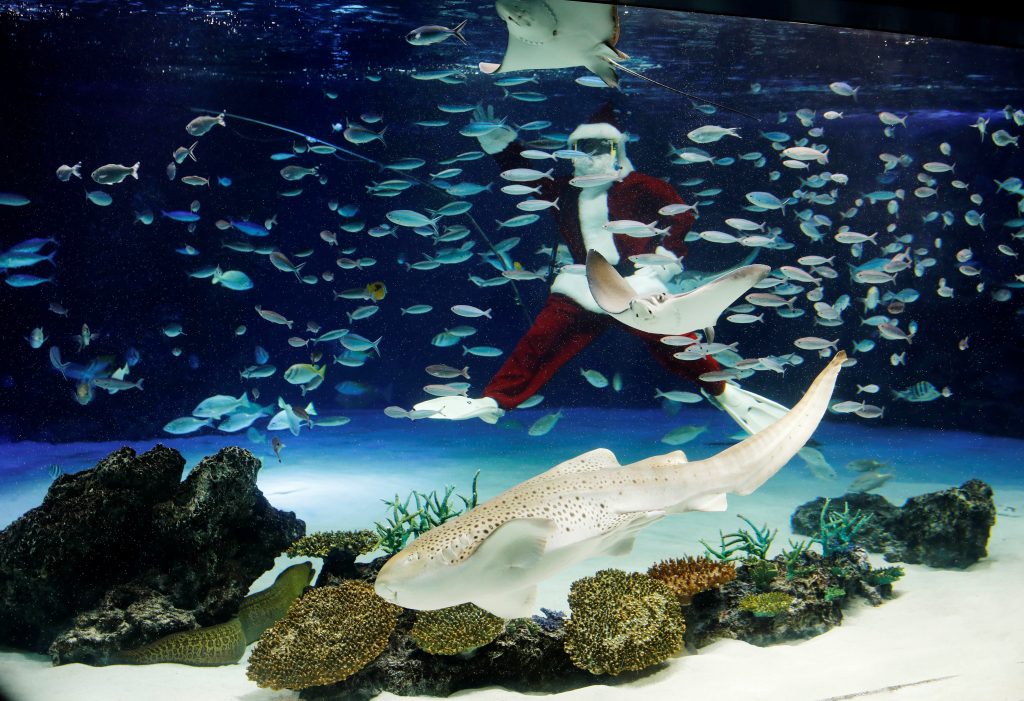 A diver wearing Santa Claus costume swims in a large fish tank during an underwater performance for the Christmas celebration, amid the coronavirus disease (COVID-19) outbreak, at Sunshine Aquarium in Tokyo, Japan, December 4, 2020. (Reuters)