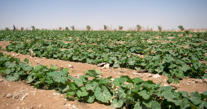 The center is also studying ways to find ways to counter water shortage and to come up with new ideas for irrigation. (SPA/File)