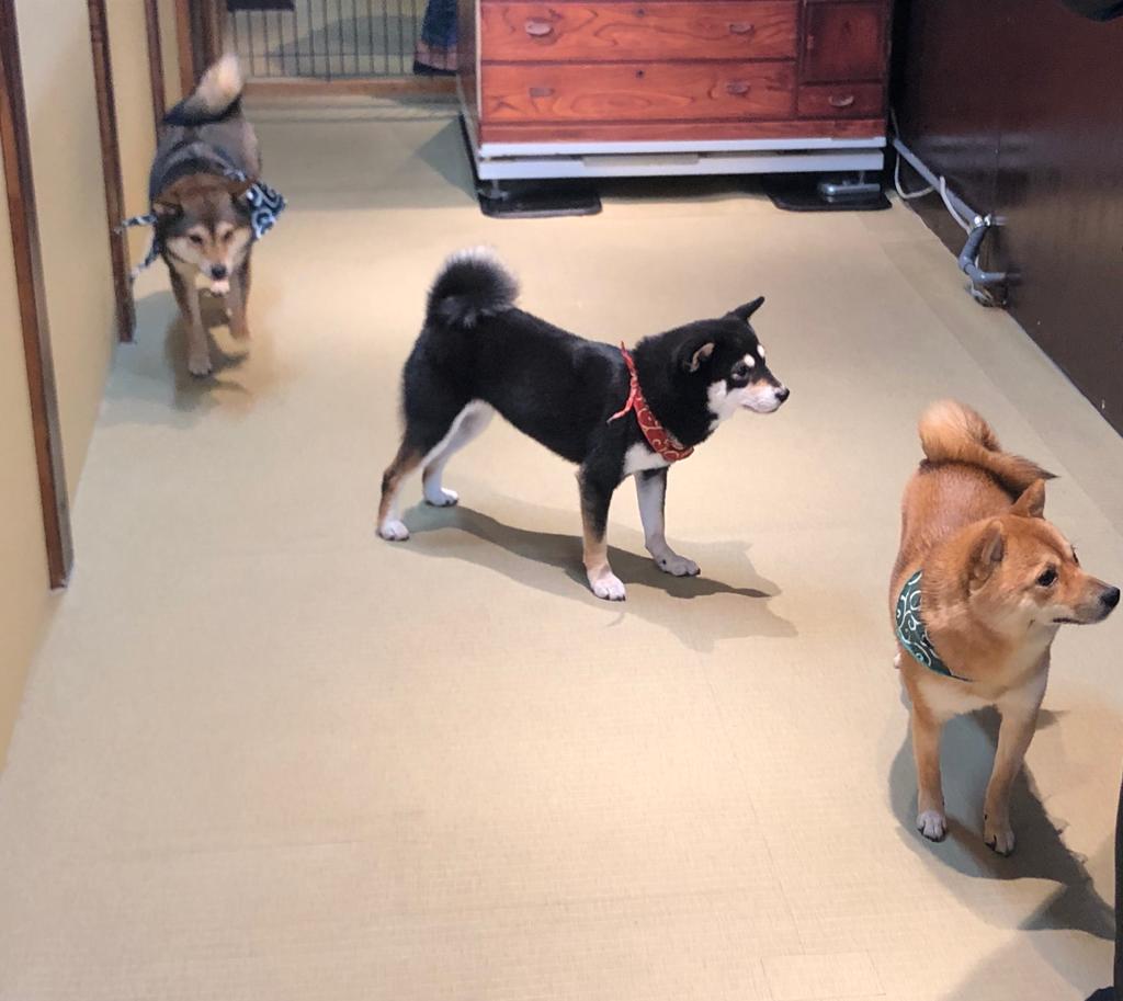 In Japan, there are several cafes dedicated to the Japanese breed of dog making it a business that draws in locals and tourists alike. (ANJ Photo)