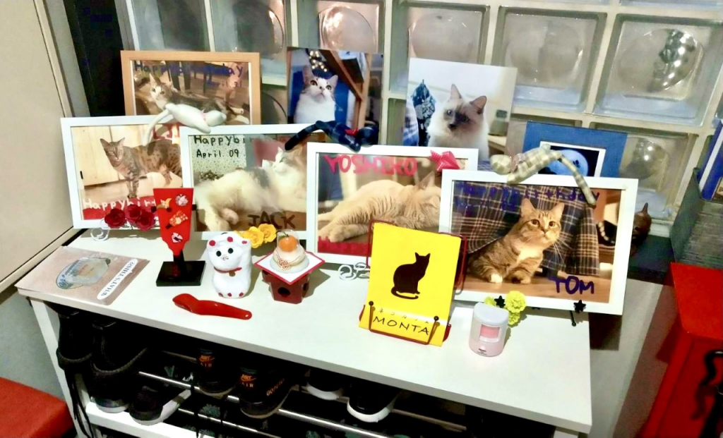 A cat cafe in Tokyo has seen less customers as a result of coronavirus spread. (Supplied)