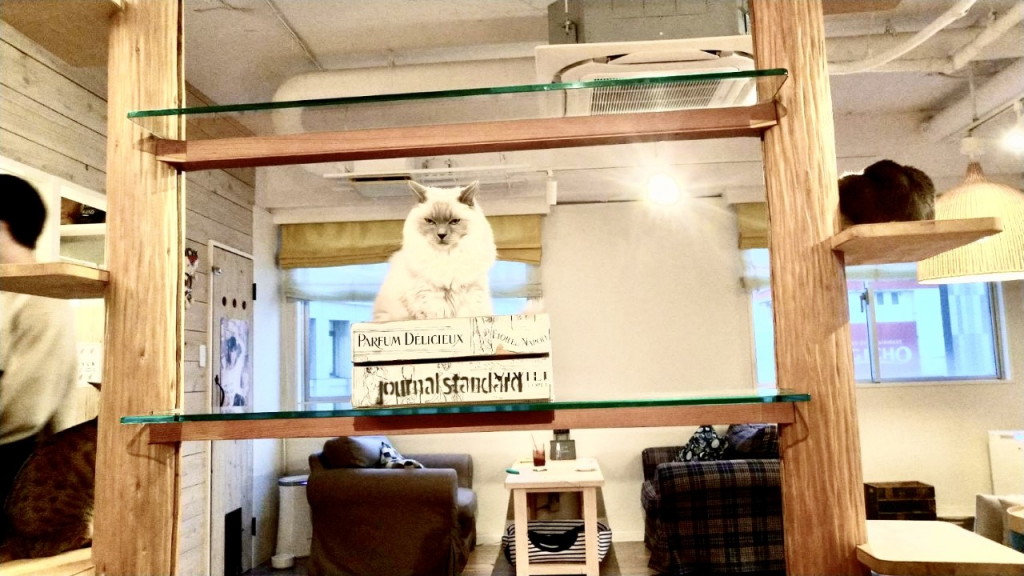 A cat cafe in Tokyo has seen less customers as a result of coronavirus spread. (Supplied)