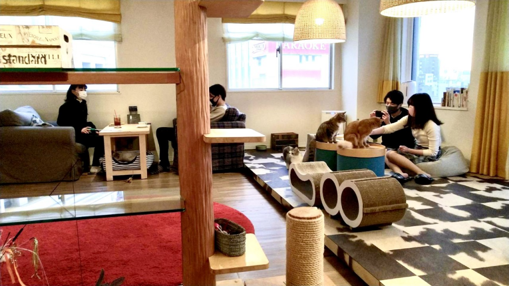 A cat cafe in Tokyo has seen less customers as a result of coronavirus spread. (Supplied)