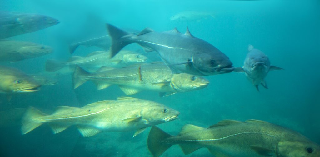 Each ocean panel member country committed to putting a sustainable ocean plan in place by 2025. (Shutterstock)