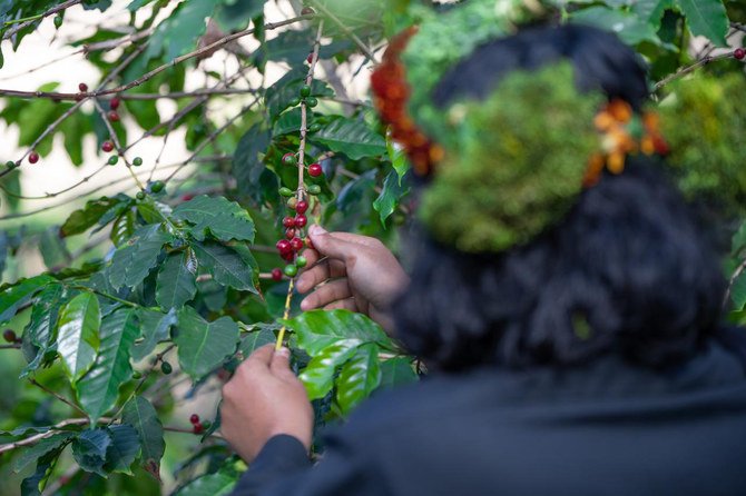 An Al-Dayer man in traditional attire harvest coffee at his plantation. (Supplied)