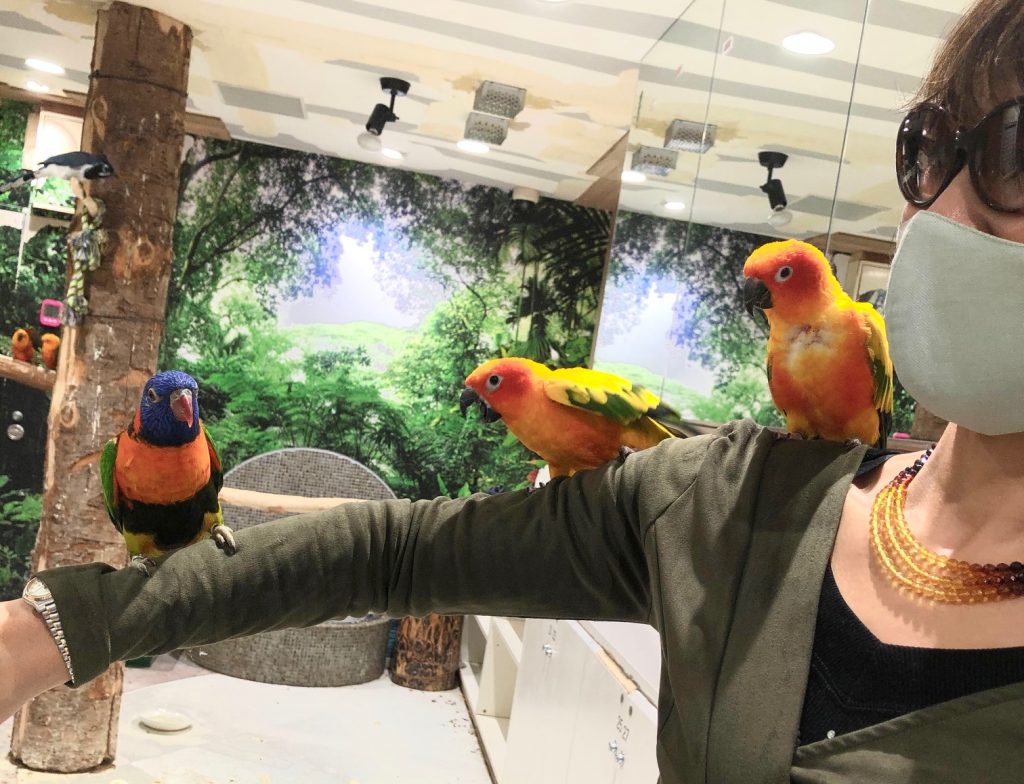 Tamaki Hosokawa extends her arm for three exotic birds to take a rest (ANJ photo) 