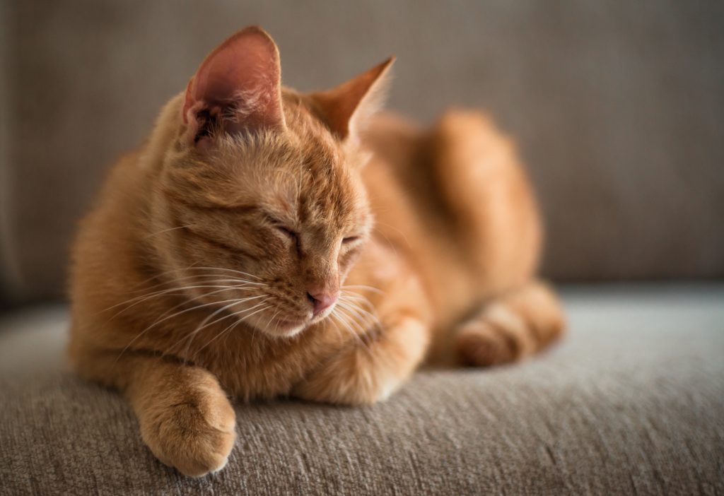 Silver vine belongs to the Actinidiaceae family, which includes kiwifruit. Catnip, a herb of the Lamiaceae family, is also known as a plant that cats love. (Shutterstock)